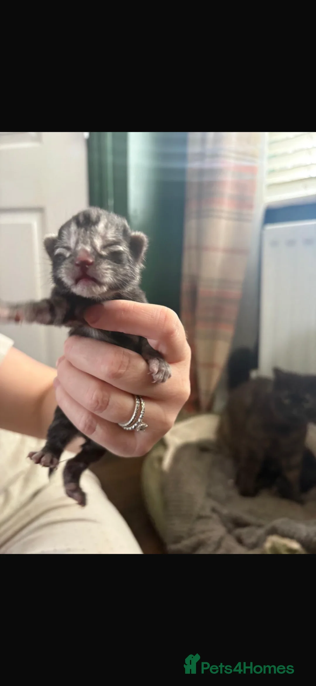 Siberian cats for sale: 6 Full Siberian Kittens  - Advert 12