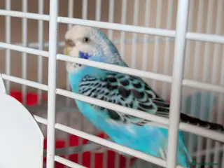 Budgerigars birds Female budgie - Advert 2