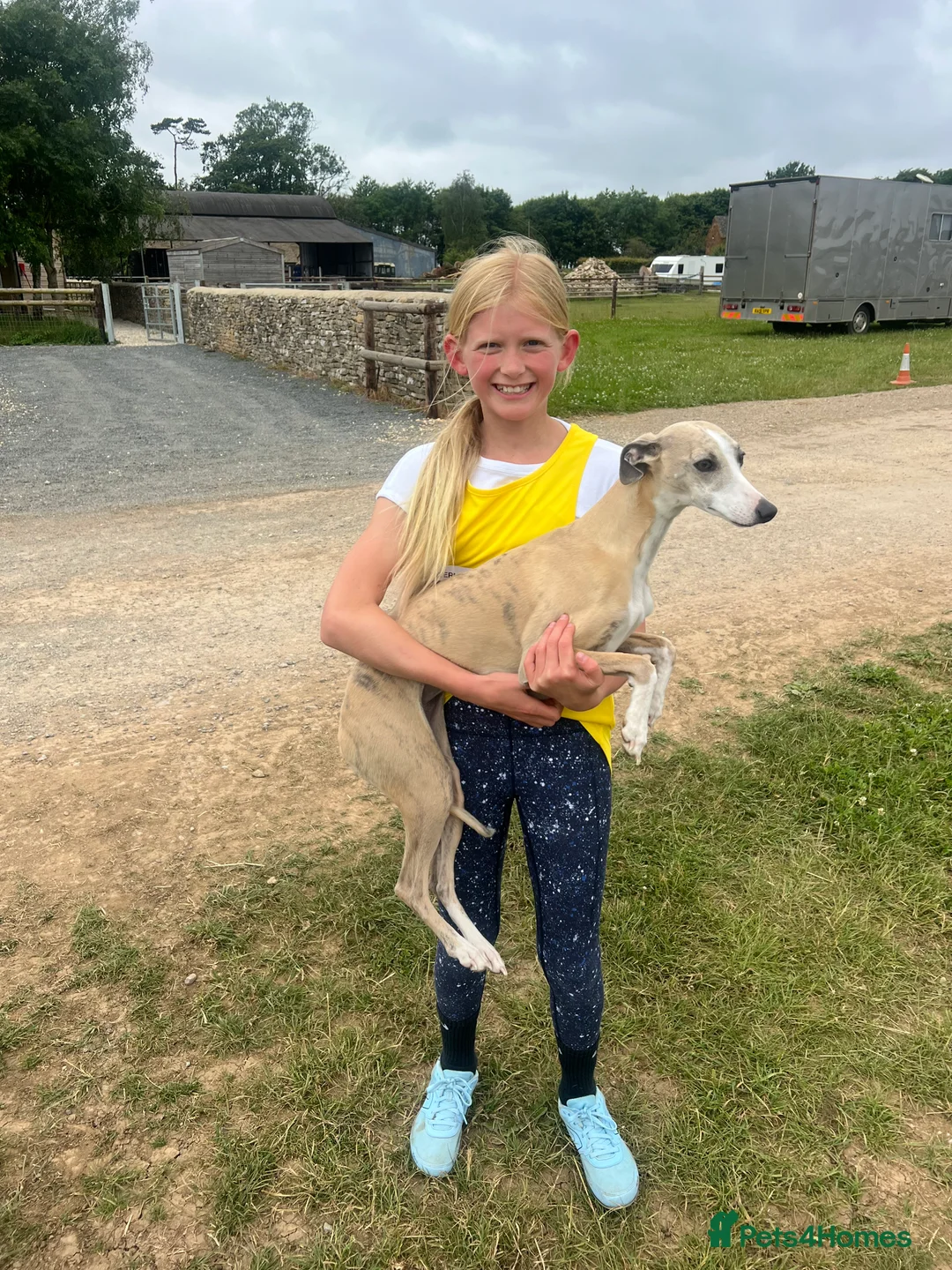 Whippet dogs for sale: Handsome Pedigree Whippet Puppies  - Advert 8