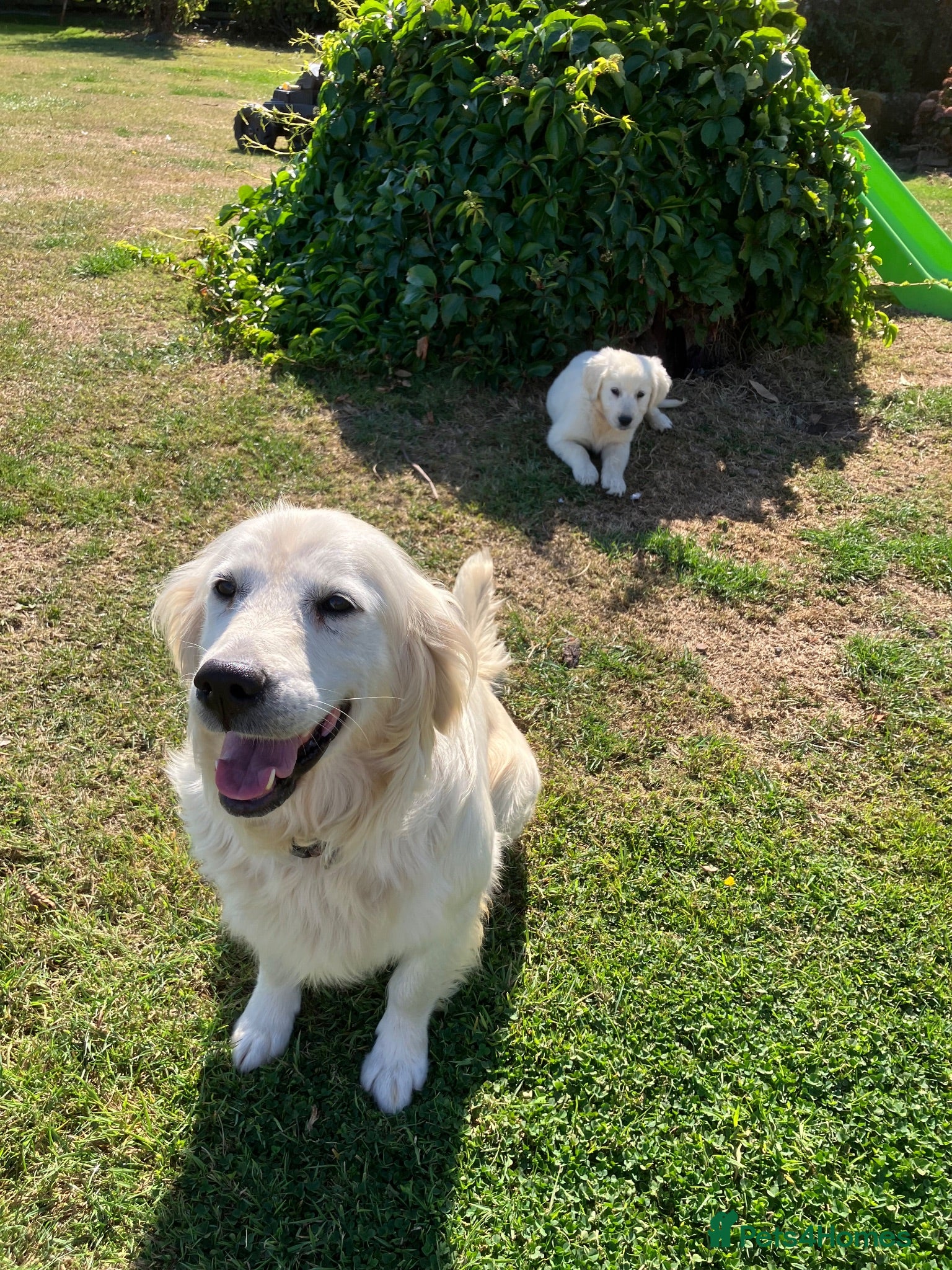 Golden Retriever dogs Kc beautiful girl  - Advert 4