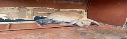 Mini Lop rabbits for sale: Beautiful baby mini lops  in Waltham Cross - Advert 11