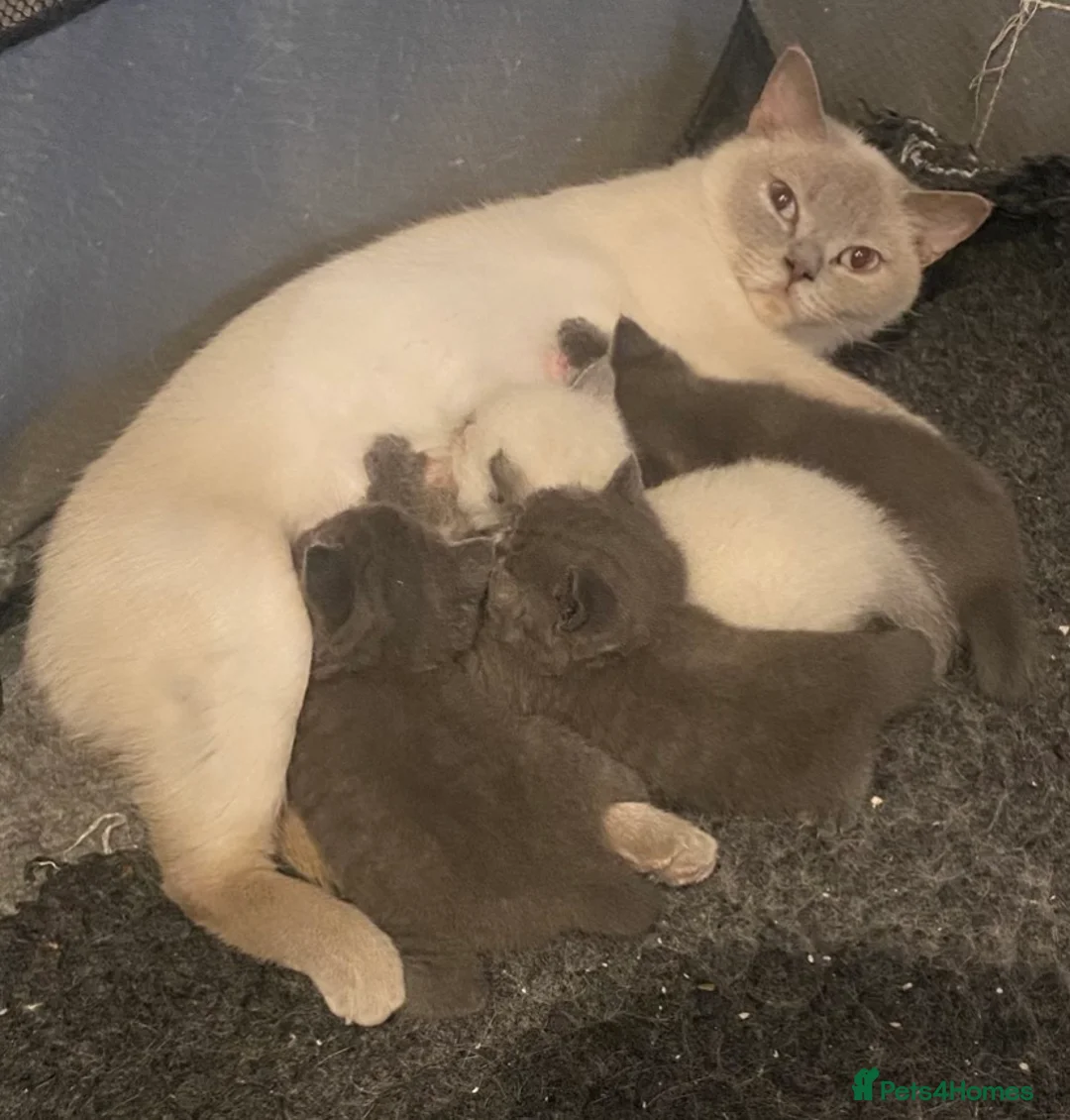 British Shorthair cats for sale: Navy male last of the litter **UNREGISTERED* - Advert 2