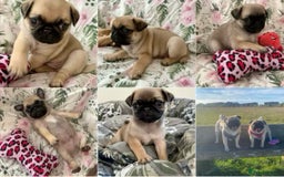Pug dogs for sale: 🐾 💖Pugs & Kisses Available Here!🐾💖  - Image 1