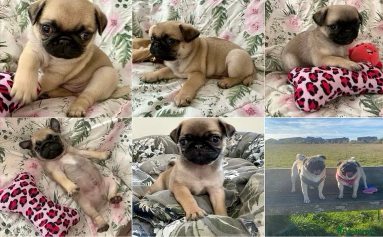 Pug dogs - Advert 1