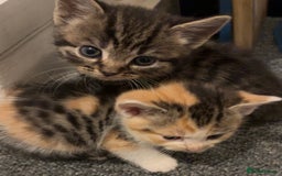 Mixed Breed cats for sale: 5 beautiful kittens 4 boys and 1 girl  - Image 6