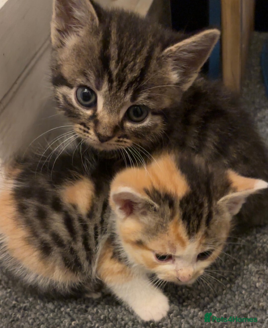 Mixed Breed cats for sale: 5 beautiful kittens 4 boys and 1 girl  - Image 6