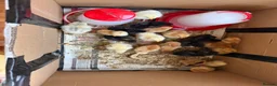 Chickens poultry for sale: Mixed breeds due on 05/05/26 in Wembley - Advert 5
