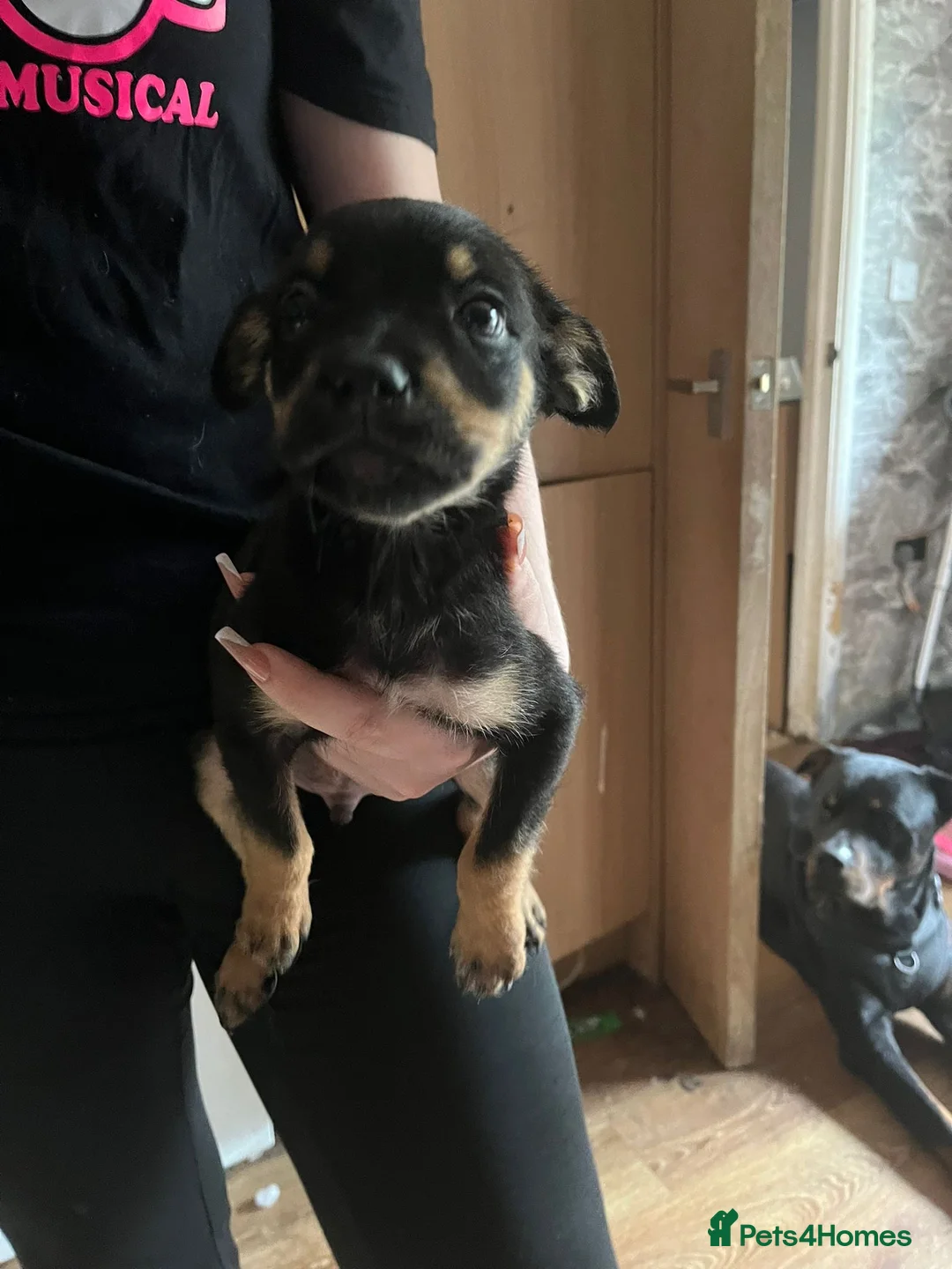 Mixed Breed dogs for sale: Puppies in Rainham - Advert 1