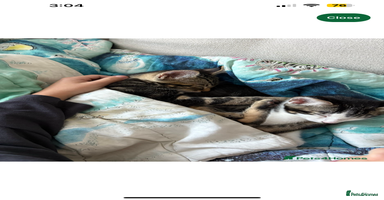 Bengal cats Make kittens - Advert 11