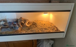 Bearded Dragon reptiles for sale: Red bearded dragon female with Viv and set up  - Image 3