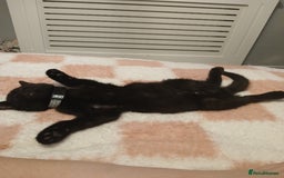 Bengal cats for sale: 2 brothers for sale  - Image 5