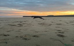 Dobermann dogs for sale: Doberman - Image 8