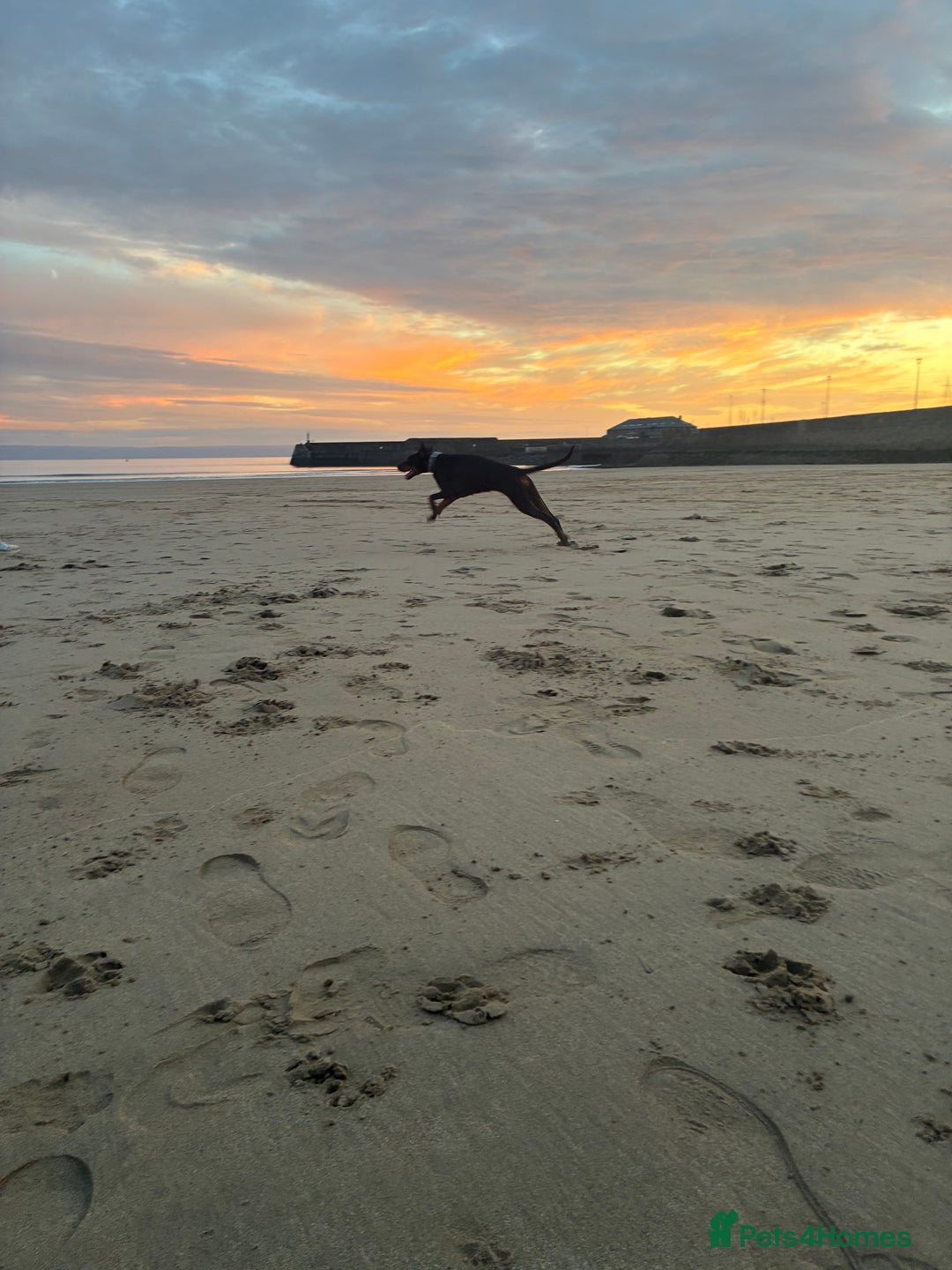 Dobermann dogs for sale: Doberman - Image 8