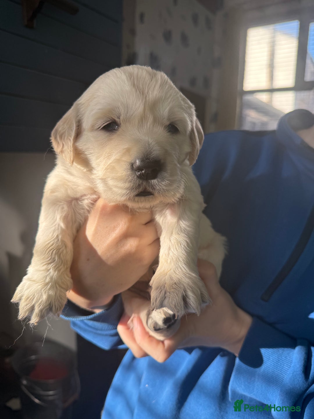 Golden Retriever dogs for sale: Kc health tested golden retrievers  - Advert 9