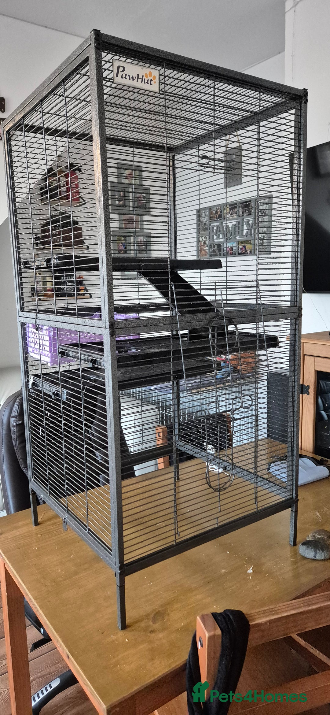 Rat rodents for sale: Pet rats with cage and accessories  - Advert 5