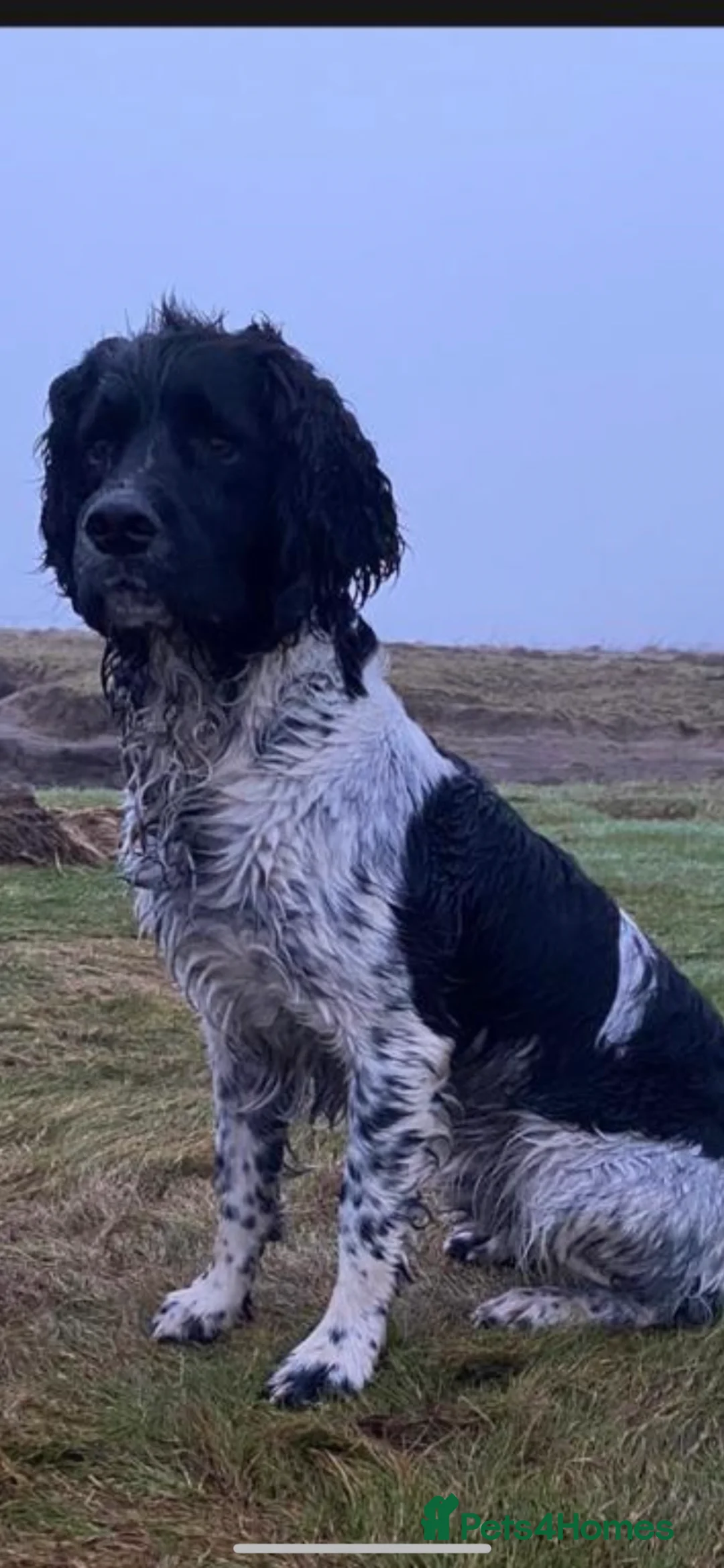 Sprocker dogs for sale: Working Sproker Spaniels  in Doncaster - Advert 3