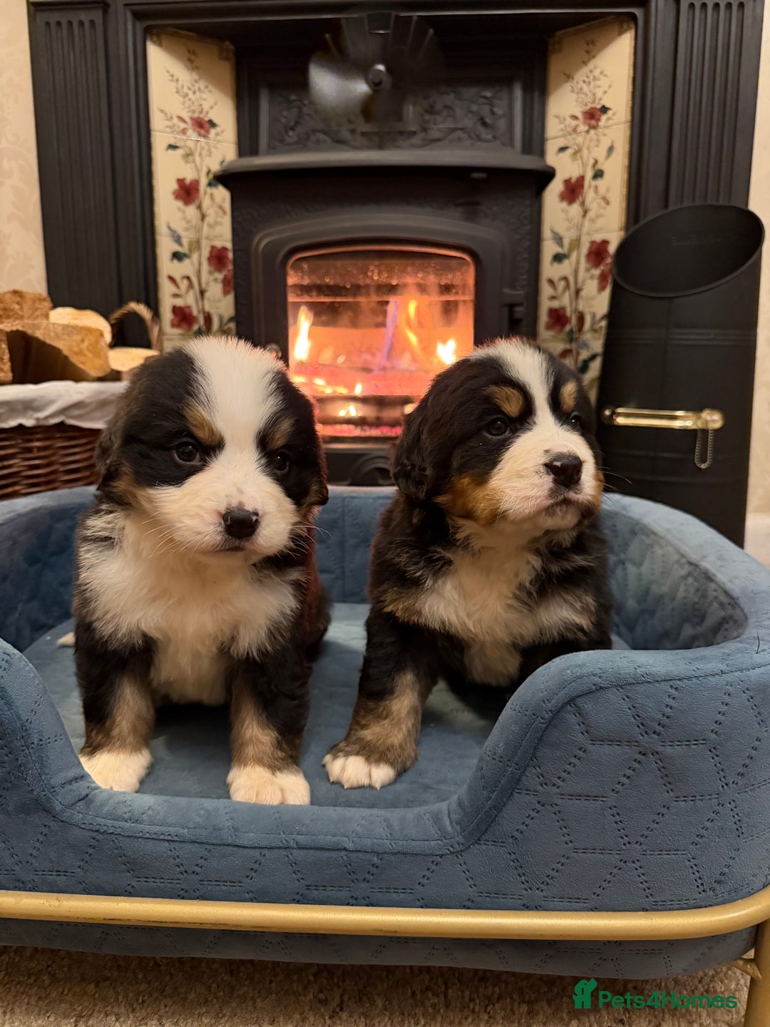 Bernese Mountain Dog dogs for sale: KC Registered BMD Available  - Image 7