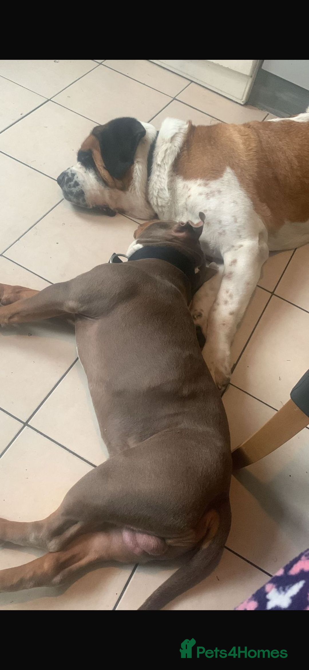 American Bully dogs for sale: American pocket  - Advert 3