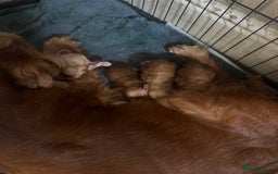 Cocker Spaniel dogs for sale: Fox red show cocker spaniels  - Image 9