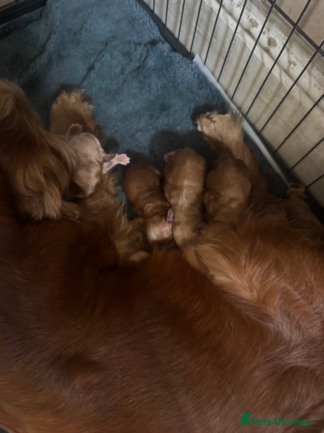 Cocker Spaniel dogs for sale: Fox red show cocker spaniels  - Image 9
