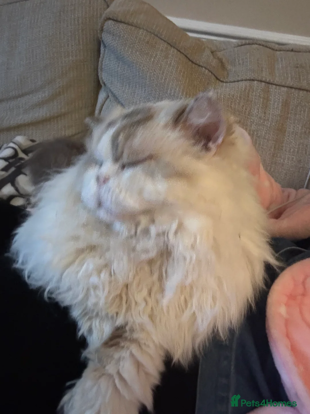 Selkirk Rex cats for sale: selkirk rex X persian  - Advert 6