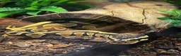 Python Snake reptiles for sale: Juvenile yellowbelly ball python & set up  - Advert 3