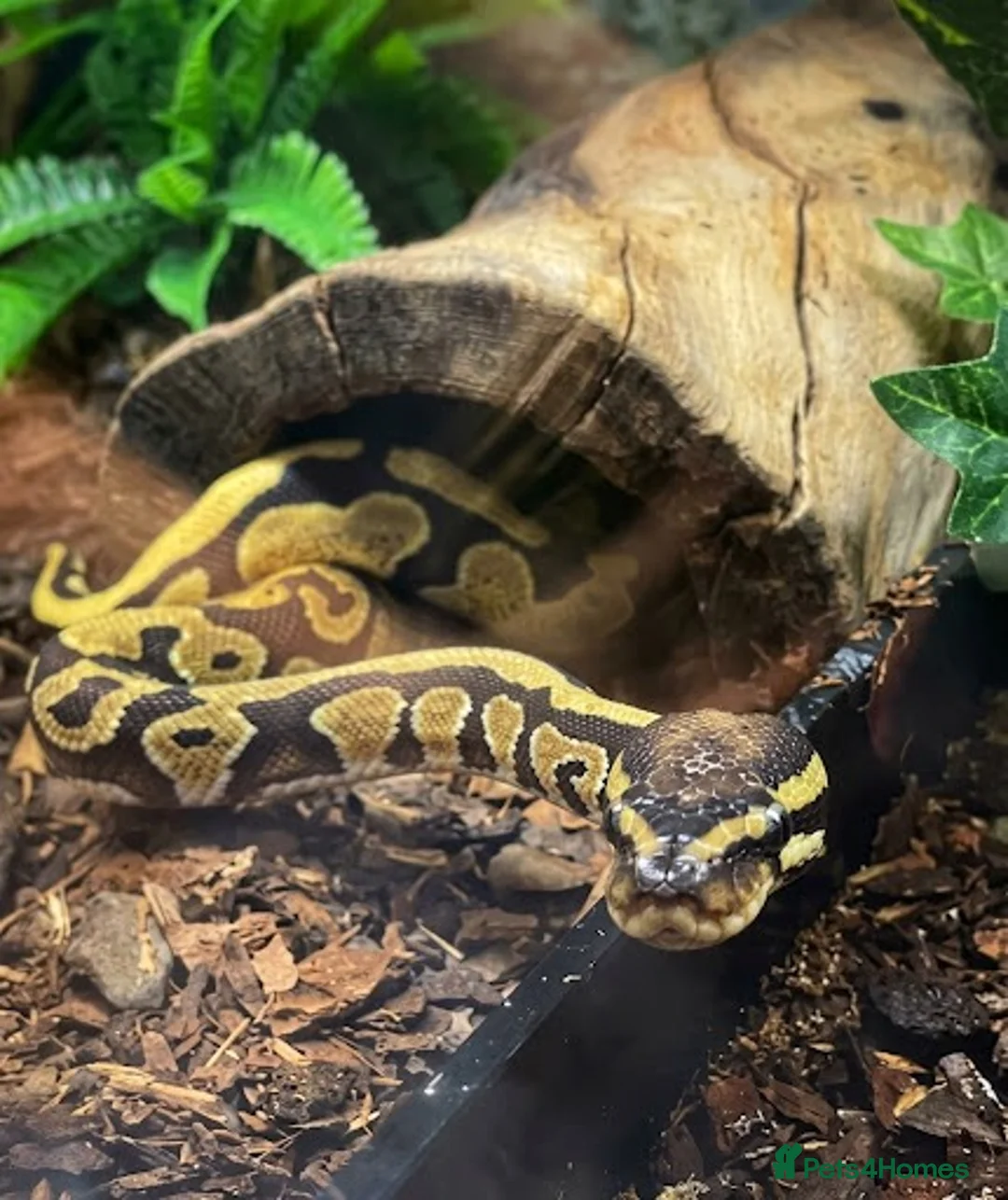 Python Snake reptiles for sale: Juvenile yellowbelly ball python & set up  - Advert 3