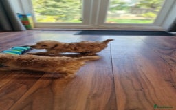 Cockapoo dogs for sale: Cockapoo - Image 19