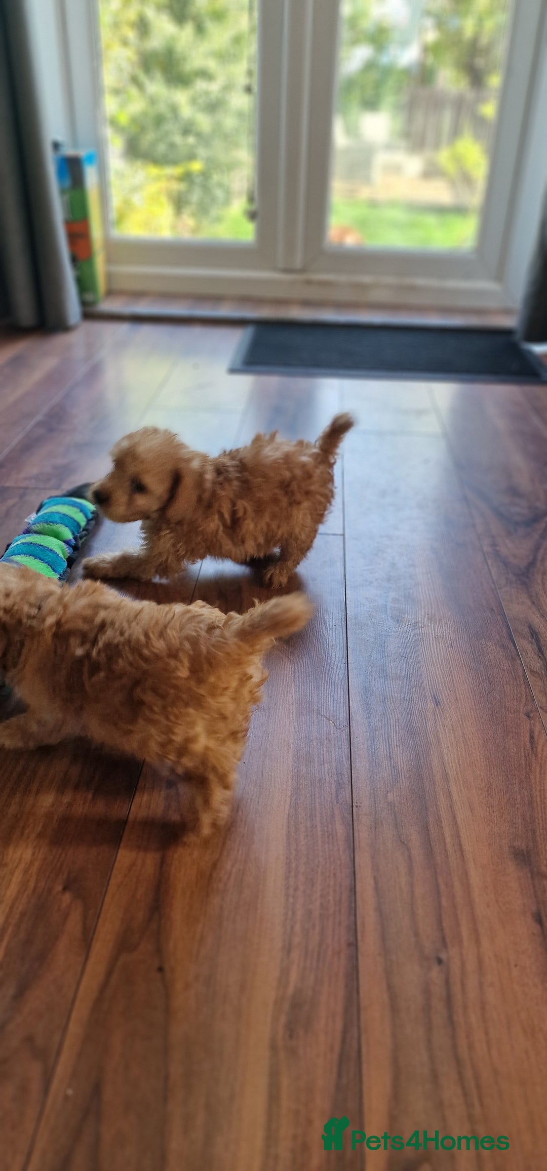 Cockapoo dogs for sale: Cockapoo - Image 19