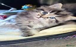 Ragdoll cats for sale: Adorable mixed Norwegian/Ragdoll left  in Dundee - Image 19