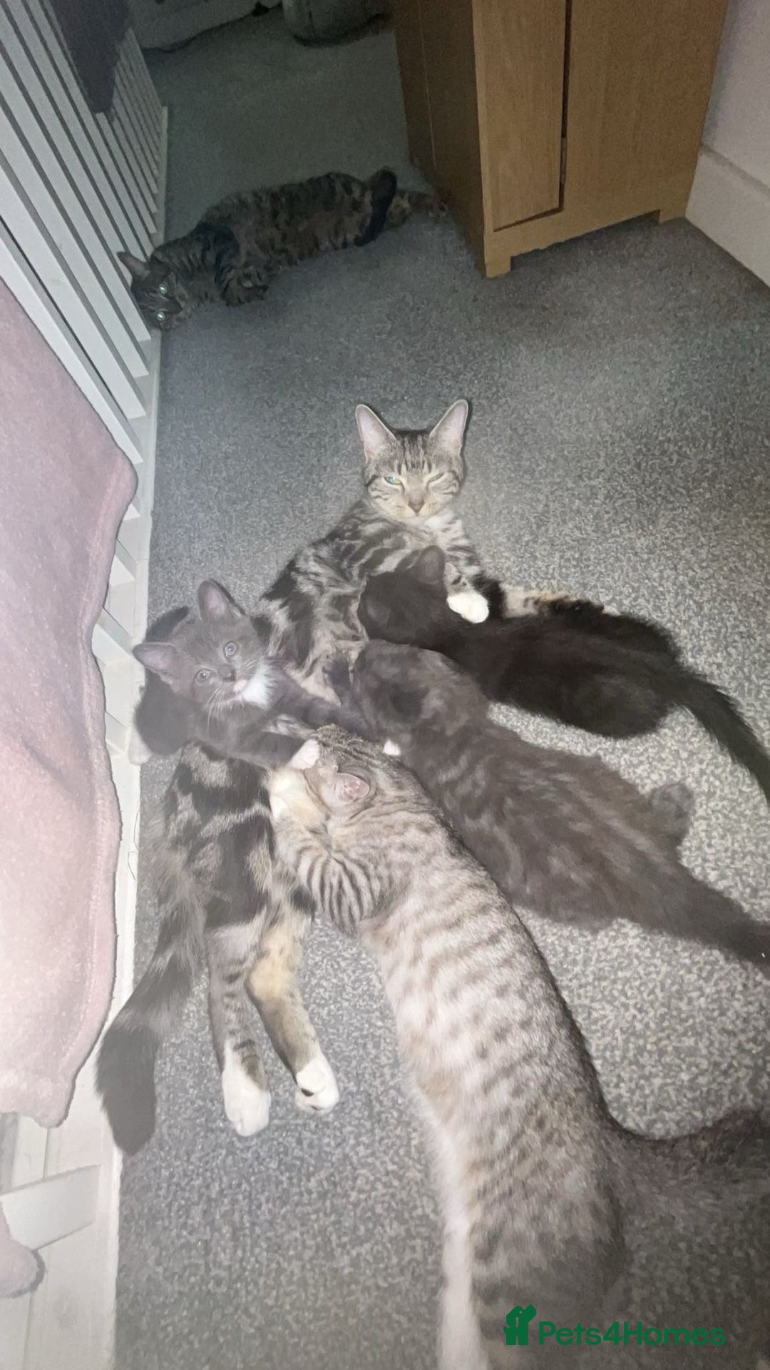 British Shorthair cats for sale: British shorthair x Bengal kittens - Image 15