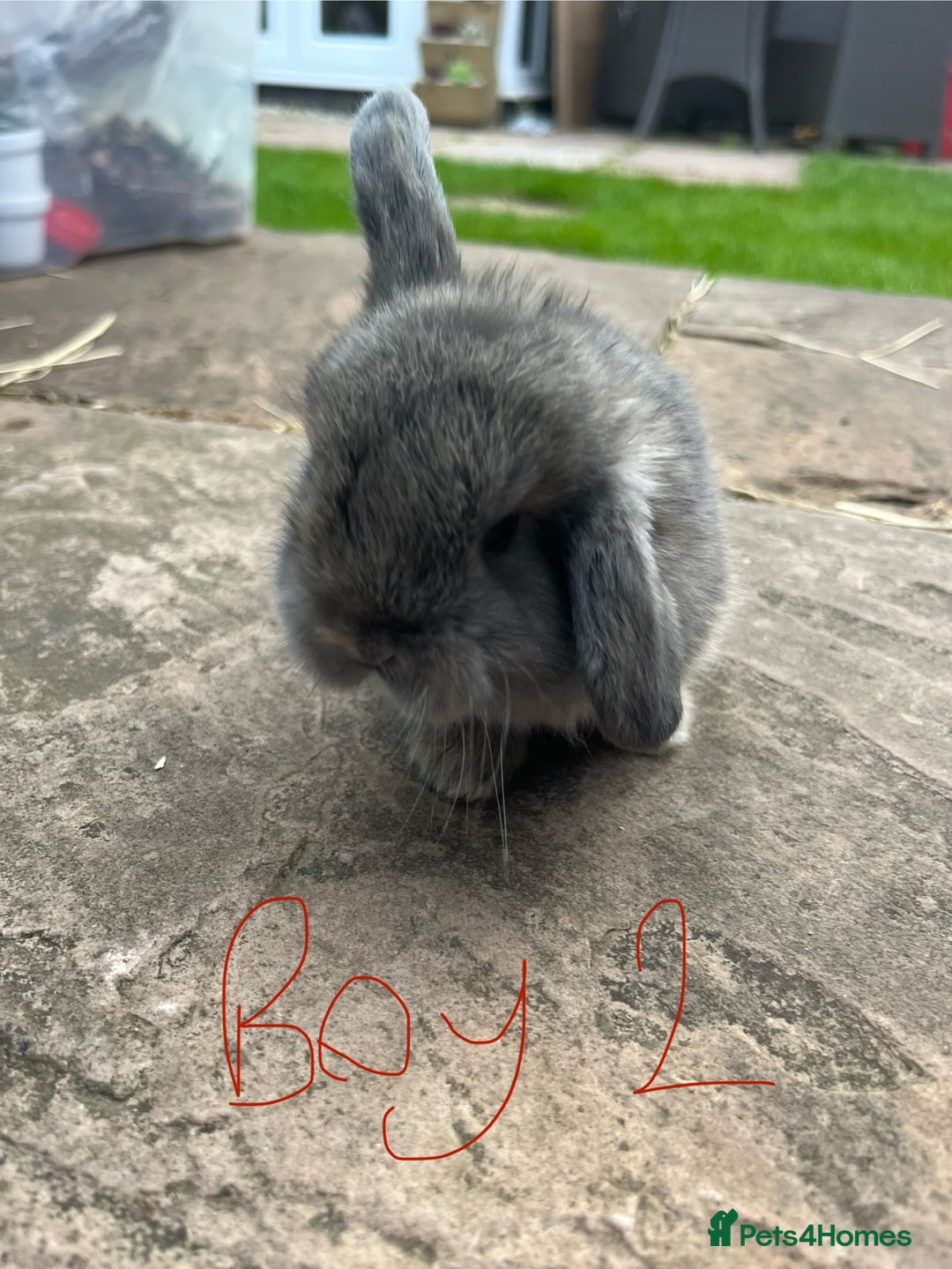 Mini Lop rabbits for sale: Mini Lop Babies - Ready for Collection 19.07 in Swadlincote - Image 8