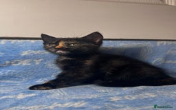 Mixed Breed cats for sale: 3 Lovely Kittens - Image 9