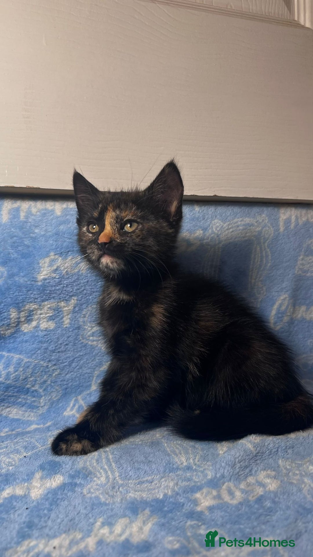 Mixed Breed cats for sale: 3 Lovely Kittens - Image 9