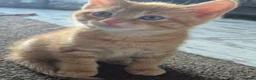 Mixed Breed cats for sale: 8 week old kittens. 2 boys 1 girl - Advert 12