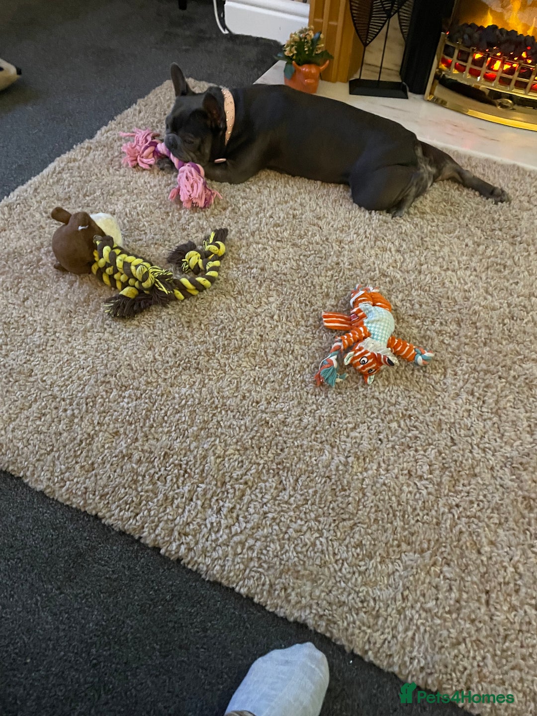 French Bulldog dogs for sale: Female French bulldog  - Advert 3