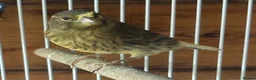 Canaries birds for sale: Fife Canaries - all born this year  - Advert 8