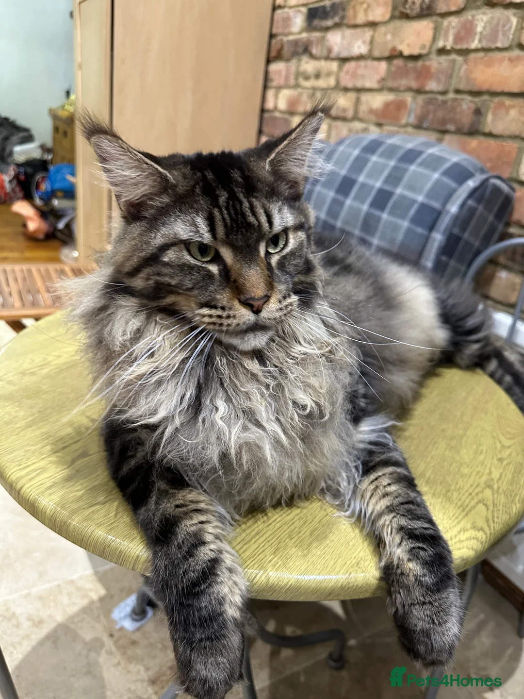 Maine Coon cats for sale: Pure Maine Coon 2 years old boy  - Advert 1