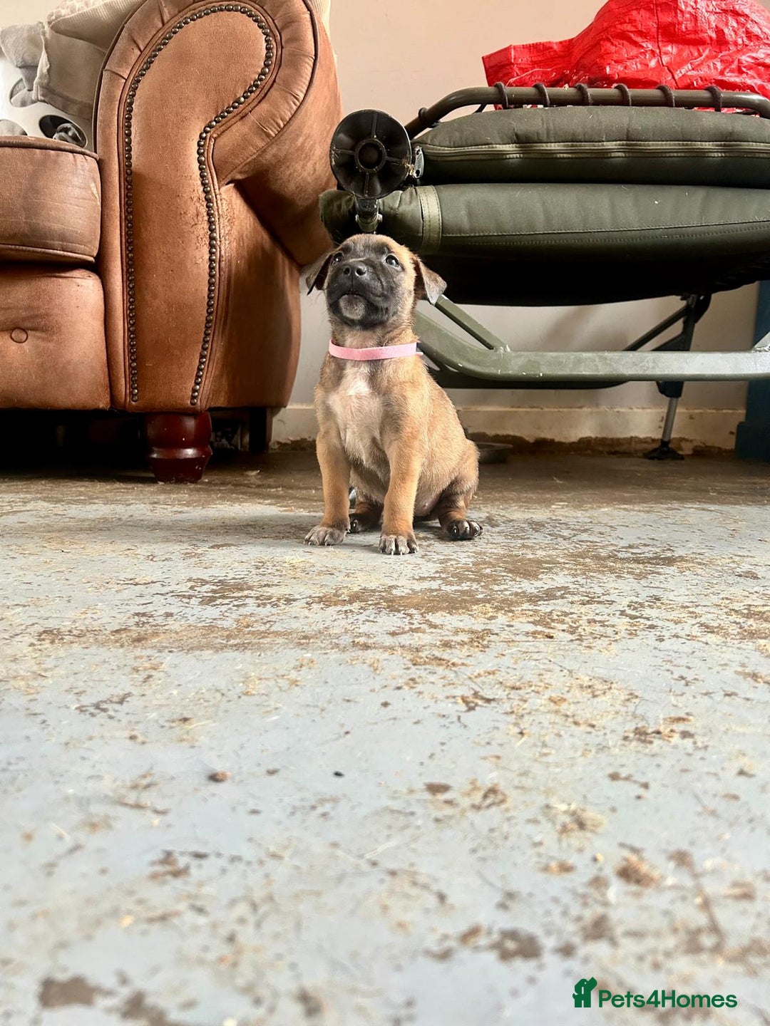 Mixed Breed dogs for sale: Mali cross  - Advert 4