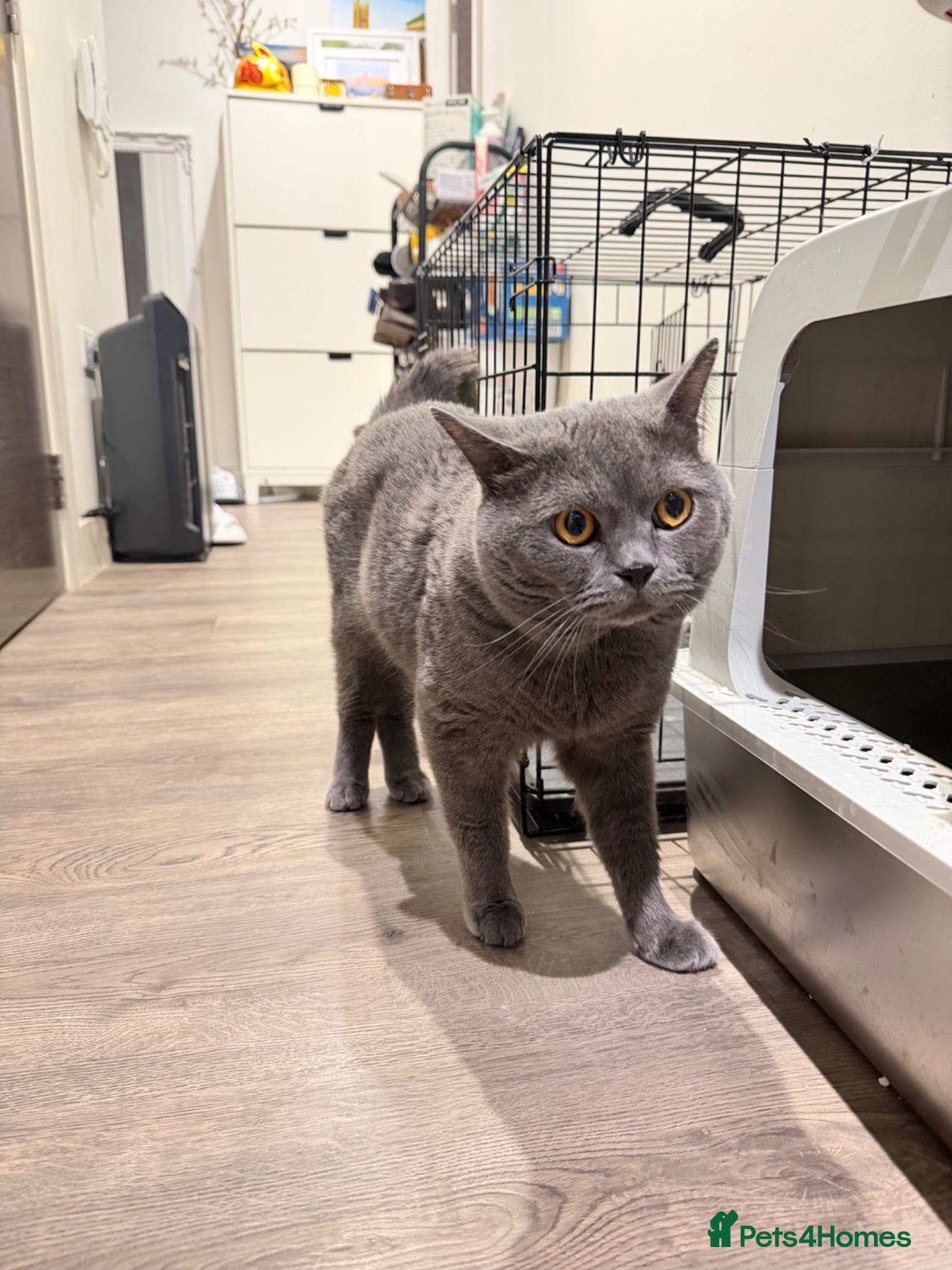 British Shorthair cats Pure breed BSH 7yo very enthusiastic personality - Advert 12