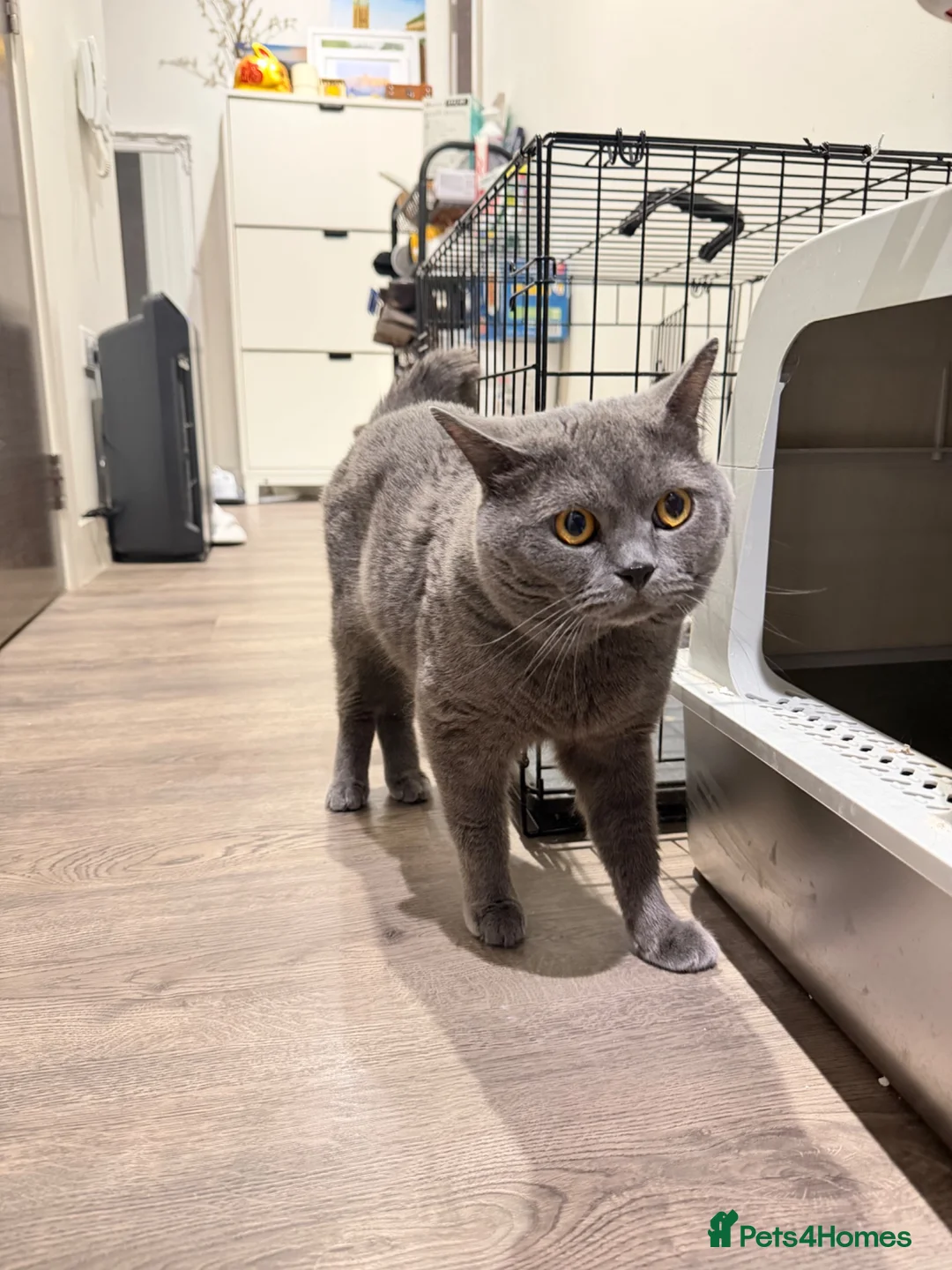 British Shorthair cats for sale: Pure breed BSH 7yo very enthusiastic personality in London - Advert 1