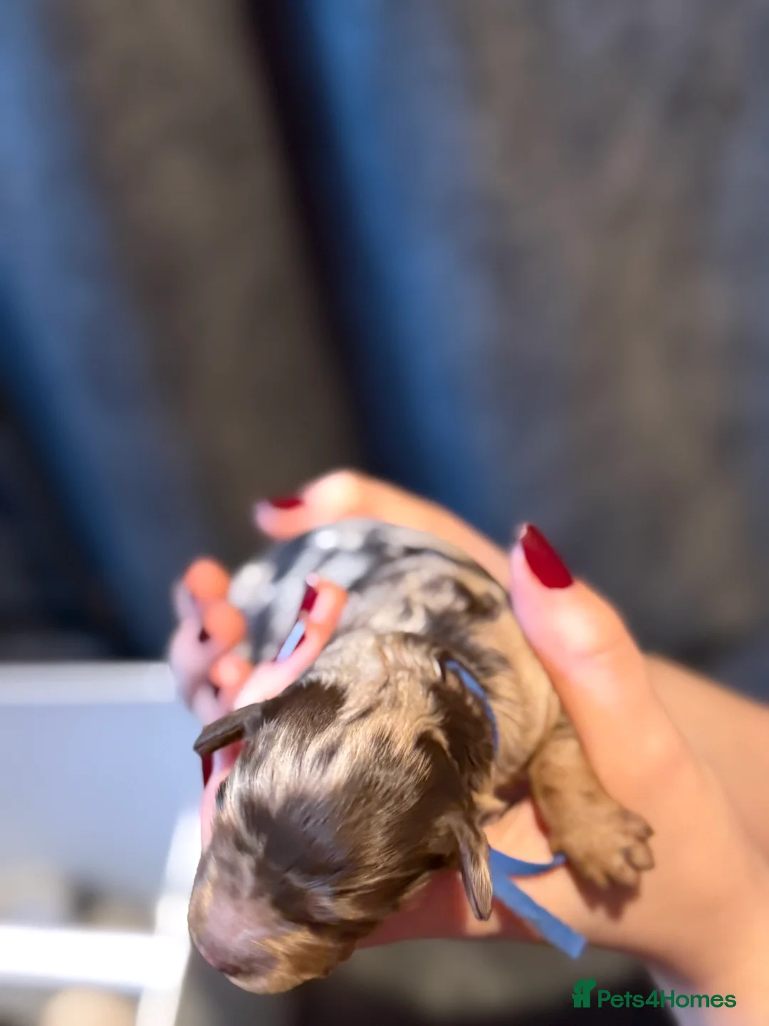 Cavapoo dogs for sale: F1b Health tested Phantom chocolate Merle Cavapoo - Advert 10