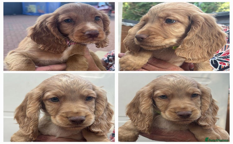 Cocker Spaniel dogs - Advert 2