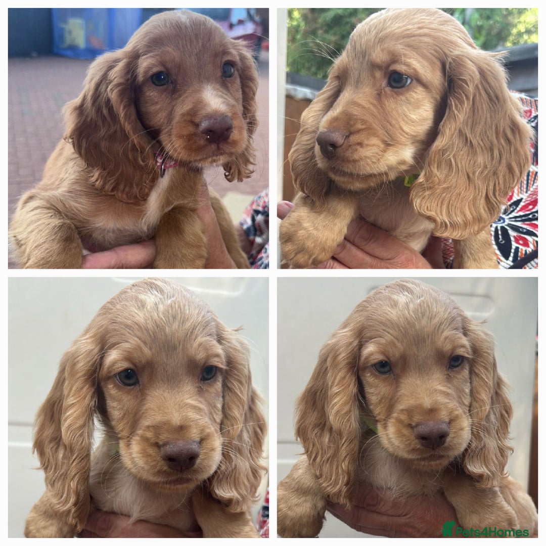Cocker Spaniel dogs for sale: Cocker spaniel puppies ready to leave - Image 1