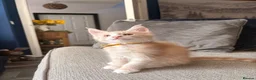 Maine Coon cats for sale: 🐾 Stunning TICA Registered Maine Coon Kittens  - Advert 17