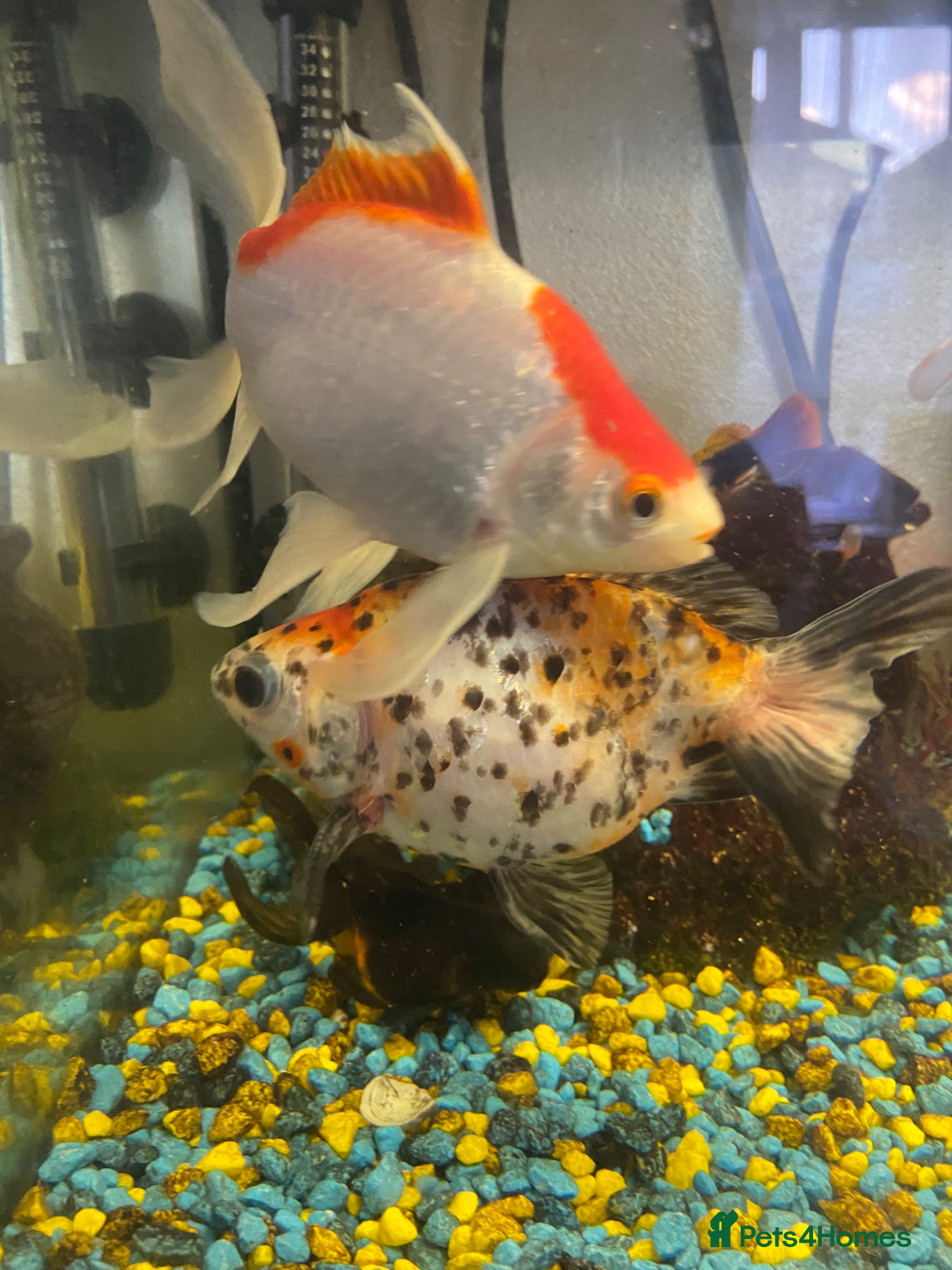 Goldfish fish for sale: 🐟 Beautiful Goldfish for Sale 🐟 in Mansfield - Advert 8