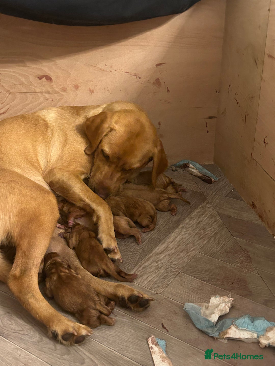 Labrador Retriever dogs for sale: Fox Red Labradors pups looking for forever homes. - Image 7