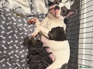French Bulldog dogs French bulldog puppies - Advert 5