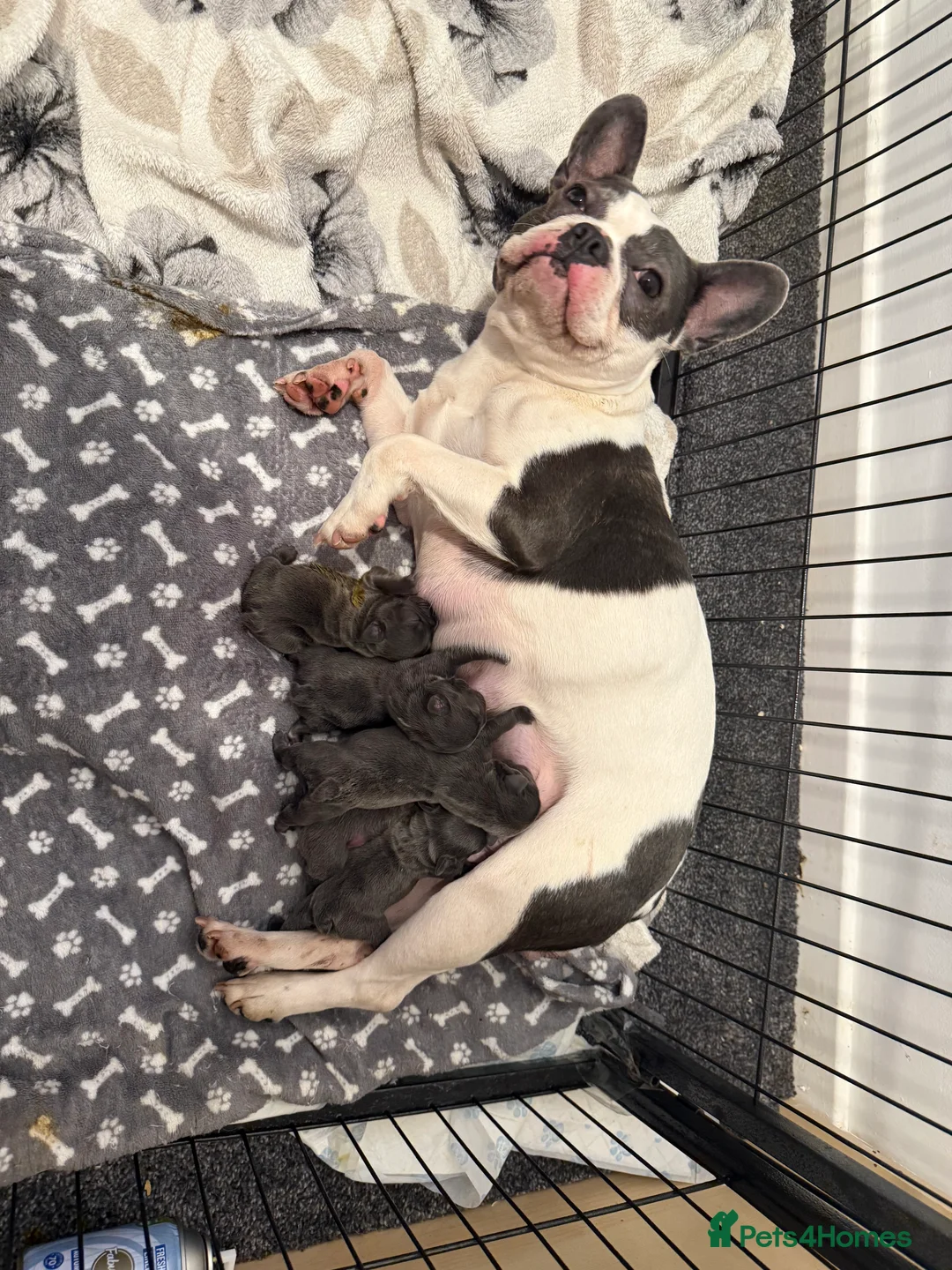French Bulldog dogs for sale: REDUCED £800 French bulldog puppies - Advert 1