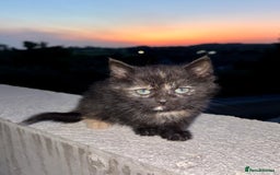 Mixed Breed cats for sale: Kittens ready to go - Image 4